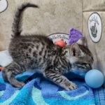 Mau silver female DOB 7-26-22