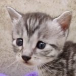 Mau silver female DOB 7-26-22