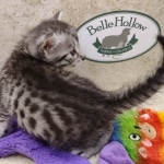 Mau silver female DOB 7-26-22