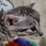 Mau silver female DOB 7-26-22