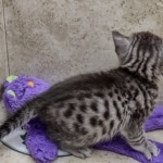 Mau silver female DOB 7-26-22