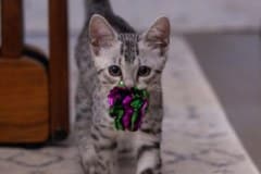 Gneiss Egyptian Mau Silver Female #2 DOB 8-11-22