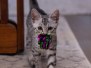 Gneiss Egyptian Mau Silver Female #2 DOB 8-11-22