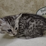 Mau Silver female DOB 8-11-22