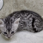 Mau Silver female DOB 8-11-22