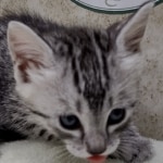 Mau Silver female DOB 8-11-22