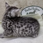 Mau Silver female DOB 8-11-22