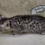 Mau Silver female DOB 8-11-22