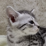 Mau Silver female DOB 8-11-22