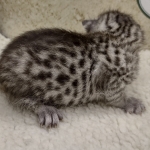 Mau Silver female DOB 8-11-22