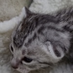 Mau Silver female DOB 8-11-22