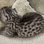 Mau Silver female DOB 8-11-22