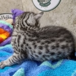 Mau Silver female DOB 8-11-22