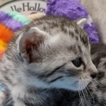 Mau Silver female DOB 8-11-22