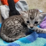 Mau Silver female DOB 8-11-22