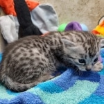Mau Silver female DOB 8-11-22