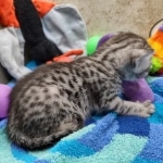 Mau Silver female DOB 8-11-22