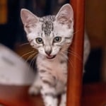 Gneiss Mau Silver female DOB 8-11-22
