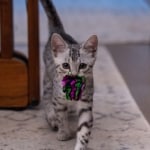 Gneiss Mau Silver female DOB 8-11-22