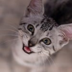 Gneiss Mau Silver female DOB 8-11-22