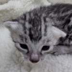 Mau Silver female DOB 8-11-22