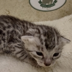 Mau Silver female DOB 8-11-22