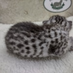 Mau Silver female DOB 8-11-22