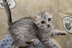 Falah Egyptian Mau Silver Female #2 DOB 8-30-23
