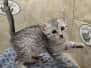 Falah Egyptian Mau Silver Female #2 DOB 8-30-23