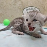Egyptian Mau Silver female