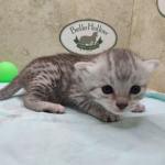 Egyptian Mau Silver female