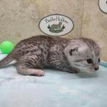 Egyptian Mau Silver female