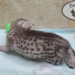 Egyptian Mau Silver female