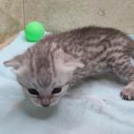 Egyptian Mau Silver female