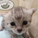 Egyptian Mau Silver female