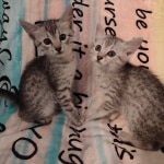 Siblings