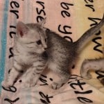 silver-female-2