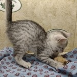 Mau silver female DOB 8/30/23