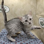 Mau silver female DOB 8/30/23