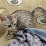 Mau silver female DOB 8/30/23