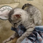 Mau silver female DOB 8/30/23