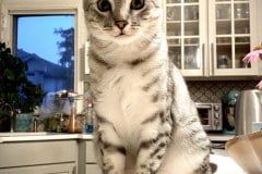 Sachi, Egyptian Mau, Silver, Female #2 DOB 9-28-19