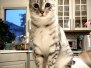 Sachi, Egyptian Mau, Silver, Female #2 DOB 9-28-19