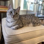 Sachi, Mau, silver Female #2 DOB 9-28-19