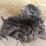 Mau, silver Female #2 DOB 9-28-19