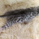 Mau, silver Female #2 DOB 9-28-19