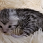 Mau, silver Female #2 DOB 9-28-19