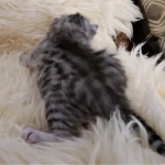 Mau, silver Female #2 DOB 9-28-19