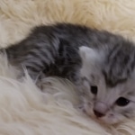 Mau, silver Female #2 DOB 9-28-19