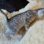 Sachi, Mau, silver Female #2 DOB 9-28-19